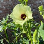 Organic DIY Compost for Healthy Vegetable Gardens