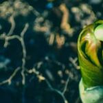 South African gardening expert Jane Griffiths demonstrates vertical vegetable gardening techniques