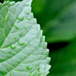 Containers Vegetable Gardening: Grow your own fresh produce in limited space with these practical container gardening tips