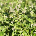 Traverse City Vegetable Gardening: A bountiful harvest of fresh produce in Northern Michigan