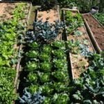 Beautiful No Till Garden in Home Vegetable Garden: A Sustainable and Low-Maintenance Approach to Gardening