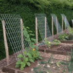 Abundant vegetable harvest in Nova Scotia garden