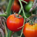 Container Vegetable Gardening in Florida: Growing tomatoes, peppers, and herbs on your patio