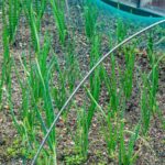 Thriving vegetable garden on rooftop terrace - sustainable urban farming at its finest