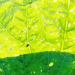Highly effective deer repellent for vegetable gardens - Best Deer Repellent for your plants
