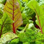 Colorful Flower Pot Garden with Fresh Vegetables