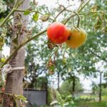 Natural pest control: Plants that repel animals in vegetable gardens for sustainable gardening