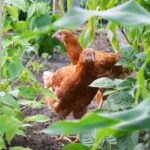 Horse manure for vegetable gardens provides natural fertilizer to promote healthy growth and abundant harvests