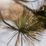 Vibrant and productive backyard vegetable gardens, featuring a variety of lush, home-grown produce