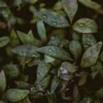 Home Depot pressure treated lumber meets safety standards for vegetable gardens