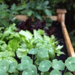 Photo of students harvesting the best vegetables for school gardens: carrots, tomatoes, and lettuce