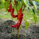 Healthy Vegetable Garden: Watering Frequency for Max Growth and Yield