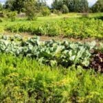 Shop our selection of raised vegetable gardens for sale - perfect for your home