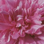 Vegetable garden plants for partial shade: maximizing growth in shaded areas