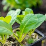 Warning: ARCTIC GARDENS FROZEN VEGETABLES RECALL - Check packaging for affected batches