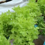 Creative container ideas for vegetable gardening in pots – ideal for small spaces and urban living