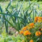 Container vegetable gardening pictures with Clemson University's expert tips and designs