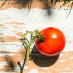 Explore Australian gardening on TV with tips for your vegetable garden. GARDENING AUSTRALIA VEGETABLE GARDEN TV