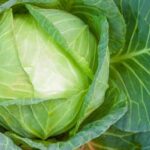 Best Fruits and Vegetables for Small Gardens: Maximizing Space and Yield