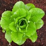 Zone 7A Fall Vegetable Gardening in Mountainous Terrain