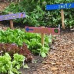 Explore Brunswick's Top Vegetable Gardening Spots