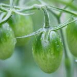 Is Redwood Mulch Good for Vegetable Gardens Beneficial Use of Redwood Mulch in Vegetable Gardens: A Comprehensive Guide for Gardeners