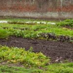 Photo of vegetable garden with sign 'Beware: Do Bears Eat Vegetable Gardens'