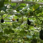 Seasonal Vegetable Gardening Guide: Planting, Growing, and Harvesting Tips for Each Season