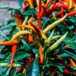 Black and White Vegetable Gardening Line Border Black and white vegetable gardening line border: Simple and classic border design for your garden layout