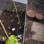 Learn the basics of vegetable container gardening with VEGETABLE CONTAINER GARDENING FOR DUMMIES