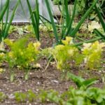 Kentucky Home Vegetable Gardening: Tips & Tricks for Growing Your Own Produce