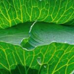 Raised Vegetable Garden Beds: Abridged Guide on Cultivating Above Ground Vegetables at Home