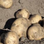 Pinterest gardening: Growing delicious vegetables in blocks for small spaces and high yields