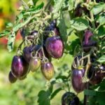 Effective Gardening Techniques in Planting Vegetables: Sowing, Transplanting, and Mulching for a Bountiful Harvest