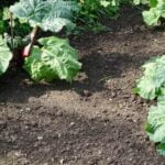 Compact Vegetable Gardening Plants like dwarf tomatoes & bush beans for limited space
