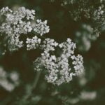 Organic Mulch for Eco-Friendly Vegetable Gardens