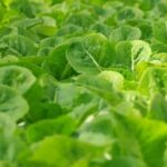 Discover a Variety of Tomato Options Ideal for Southwestern Gardens - HGTV Vegetables