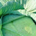 Delightful Florida Home Vegetable Gardens: A Green Oasis in the Sunshine State