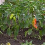 Mulch benefits for vegetable gardens and potential drawbacks