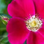 Abundant harvest of Georgia vegetables grown through gardening in Georgia's rich soil