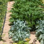 Richmond, Virginia vegetable gardening: Tips for successful urban farming in the capital city
