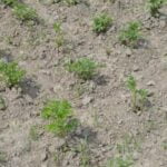 Raised Beds for Vegetable Gardens: Elevated garden boxes for efficient and abundant vegetable cultivation