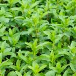 Safe Insecticides for Vegetable Gardens: Non-toxic options for effective pest control without harm to crops