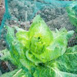 NZ Bans Home Vegetable Gardens: Sustainable living enthusiasts fight against the new regulation