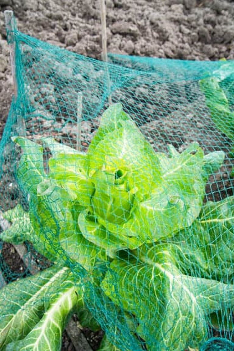 NZ Bans Home Vegetable Gardens: Sustainable living enthusiasts fight against the new regulation