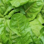 Container gardening with fresh vegetables in pots, perfect for small spaces and urban living