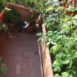 Gardening Tips Vegetable Garden Discover essential vegetable gardening tips for a thriving garden - Gardening Tips: Vegetable Garden