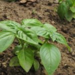 At What Temps Do Vegetable Gardens Grow Best - Optimal Conditions for Vegetable Garden Growth: Exploring the Best Growing Temperatures