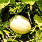 Thriving small backyard vegetable garden bursting with fresh produce