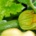 The Week-by-Week Vegetable Gardener& 39 - The Week-by-Week Vegetable Gardener's Guidebook cover with illustrated step-by-step instructions